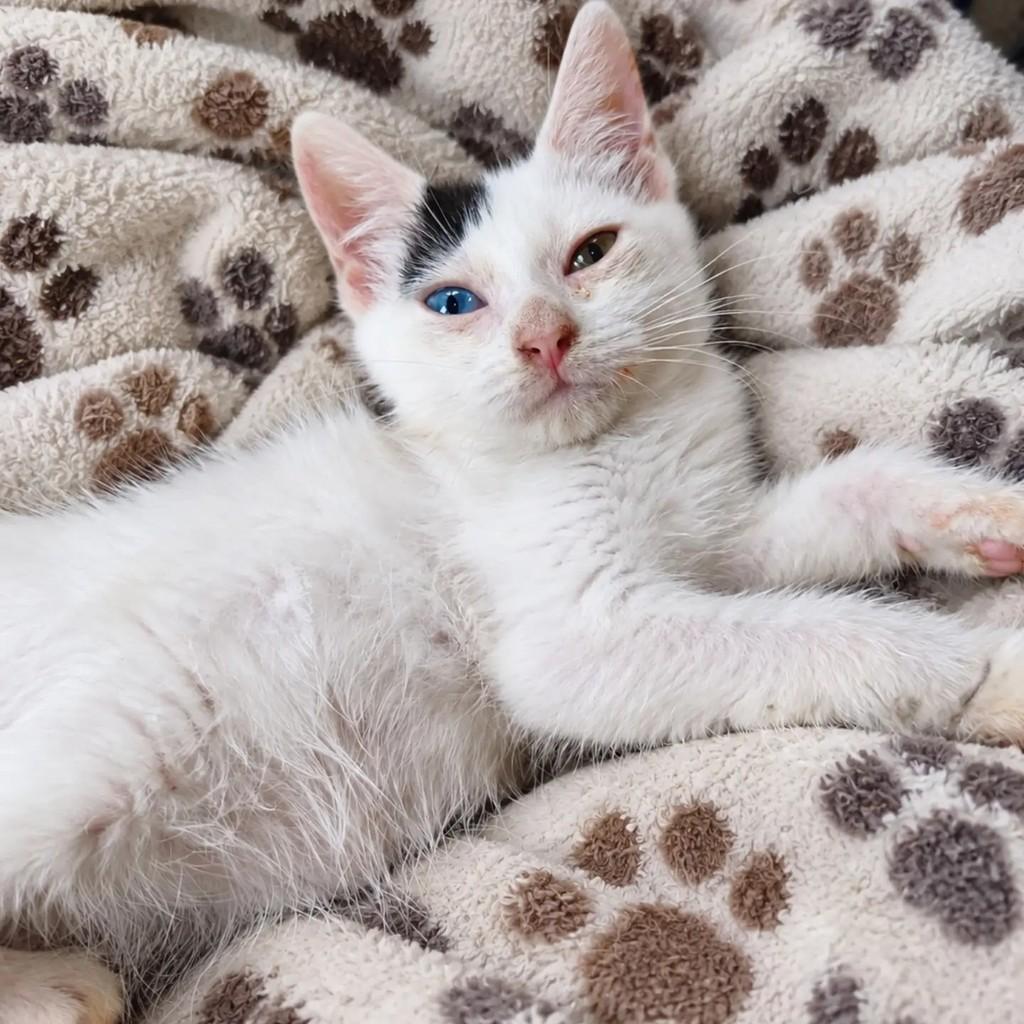 Betinho, gato para adoção em Salvador - BA — foto 3 de 4