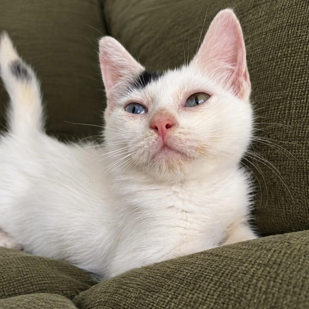 Betinho, gato para adoção em Salvador - BA — foto 4 de 4