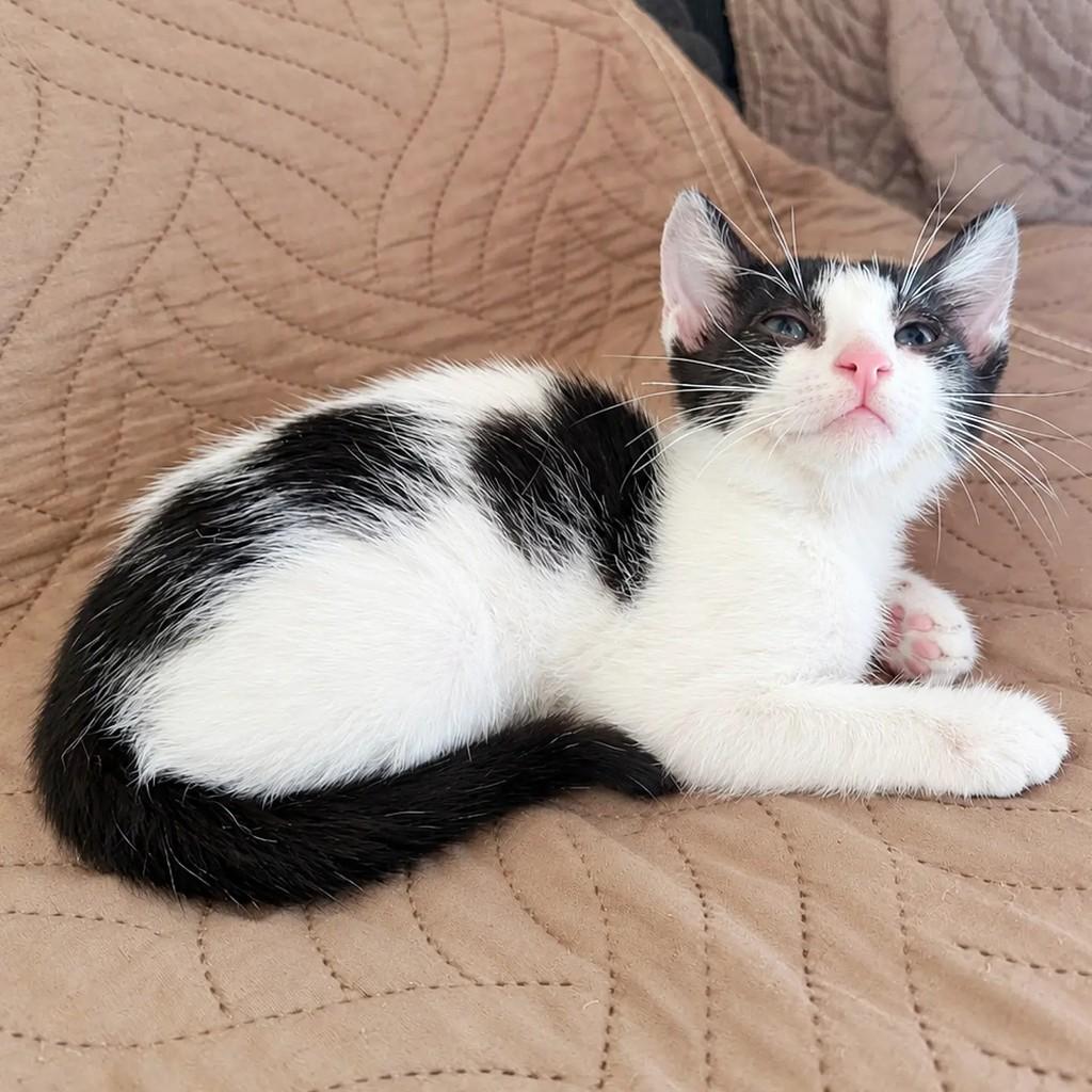 Nino, gato de porte pequeno para adoção em Salvador - BA