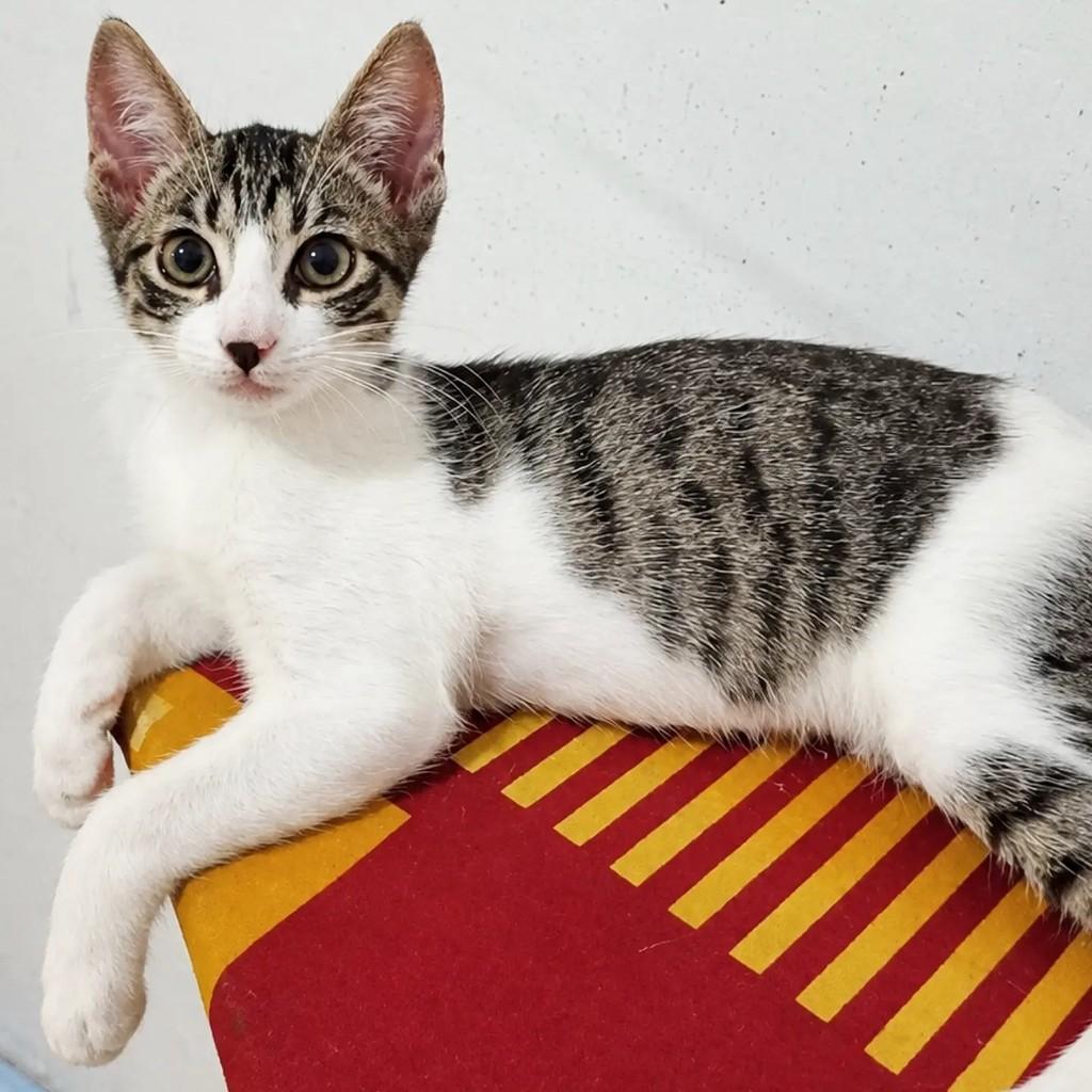 Lui, gato de porte pequeno para adoção em Salvador - BA