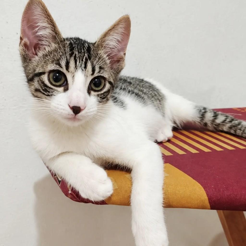 Lui, gato de porte pequeno para adoção em Salvador - BA — foto 2 de 3