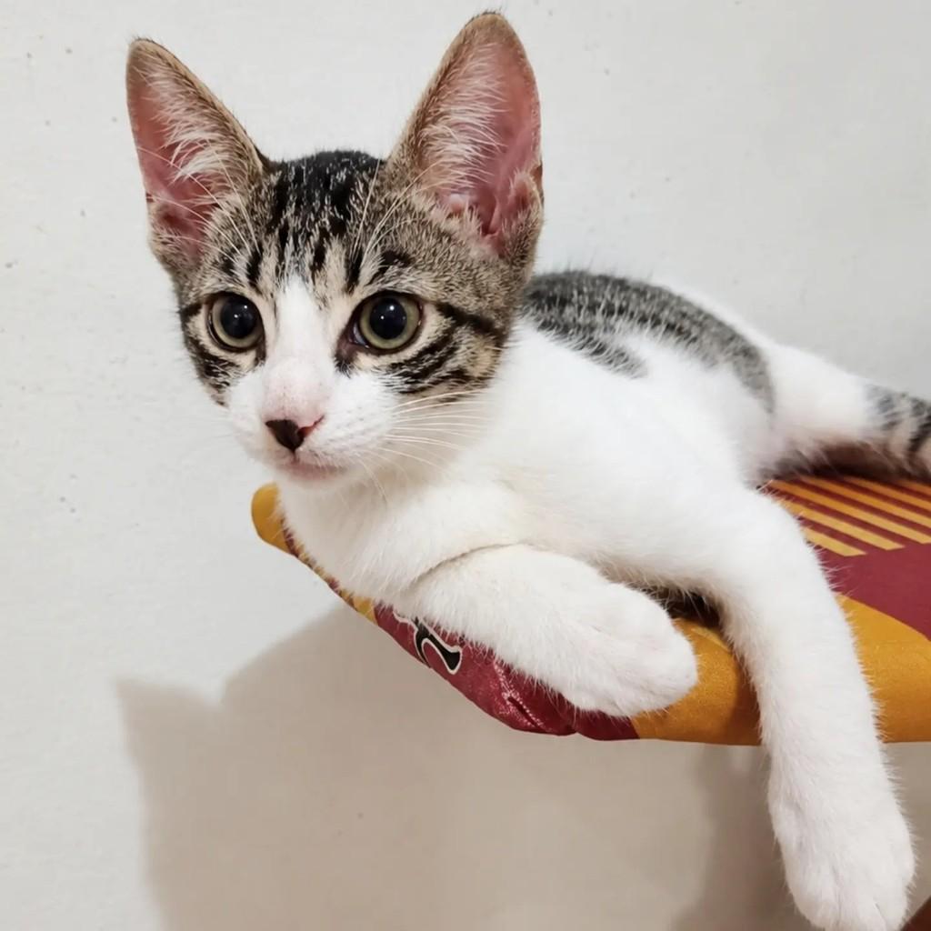 Lui, gato de porte pequeno para adoção em Salvador - BA — foto 3 de 3