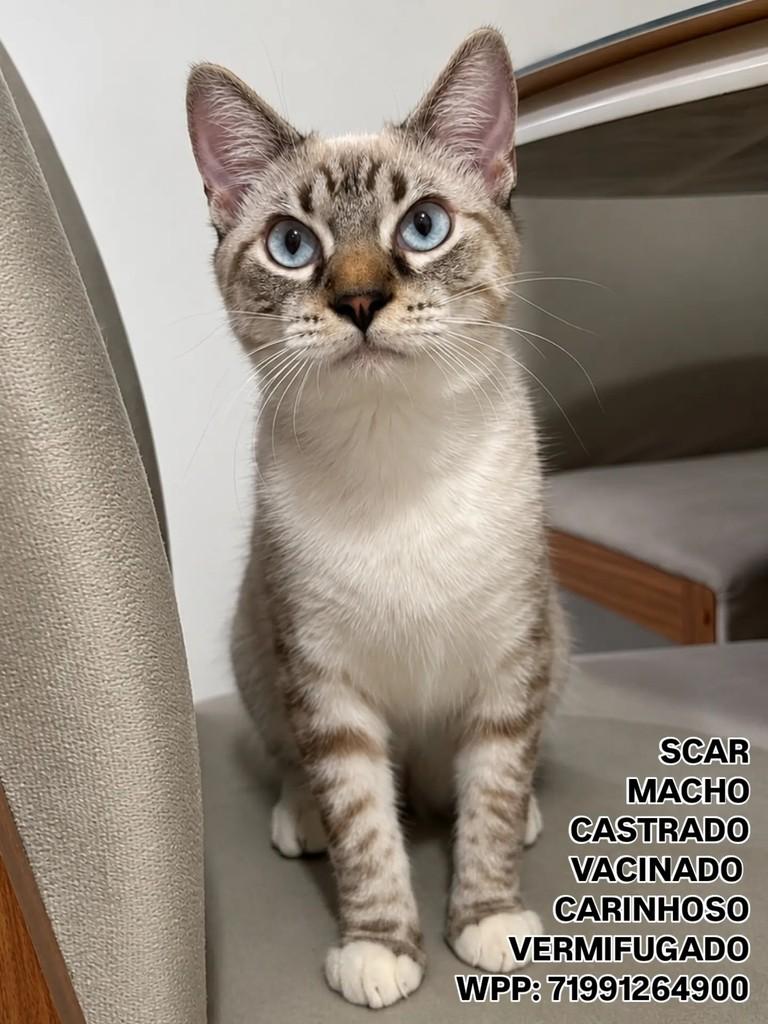Scar, gato de porte pequeno para adoção em Salvador - BA