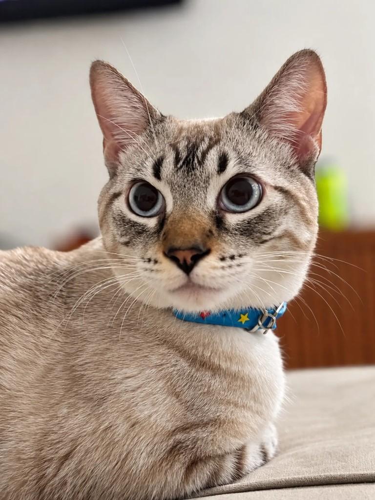 Scar, gato de porte pequeno para adoção em Salvador - BA — foto 2 de 2