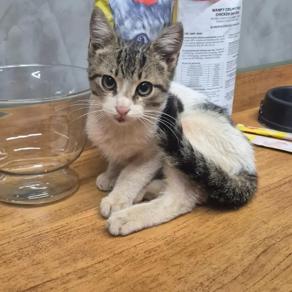 Mocinha, gato de porte pequeno para adoção em Ribeirão Preto - SP