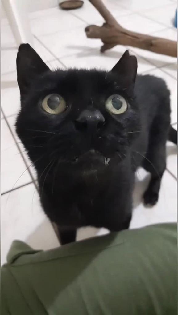 Victorio, gato de porte grande para adoção em Ribeirão Preto - SP