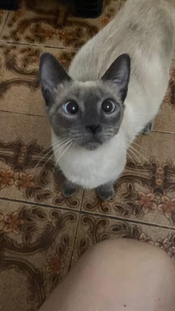 Jade, gato de porte pequeno para adoção em Ribeirão Preto - SP