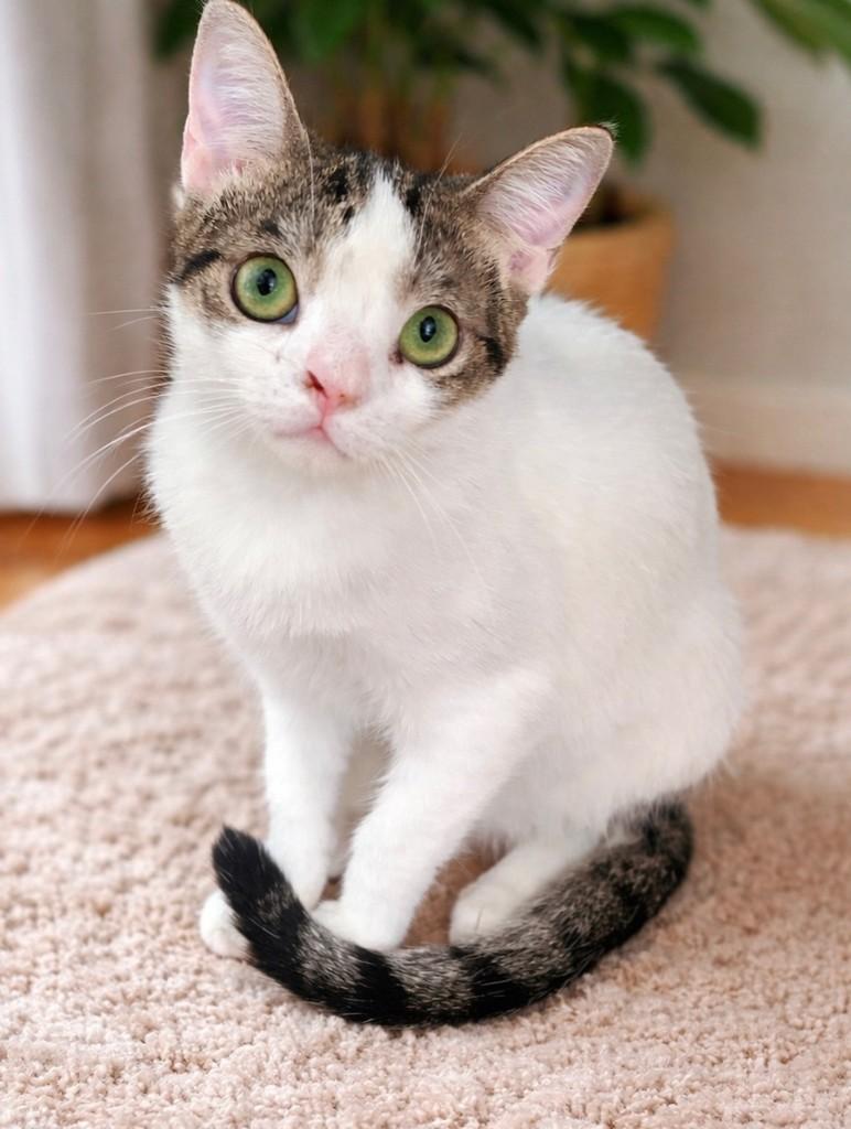 Rafaela, gata para adoção em Salvador - BA