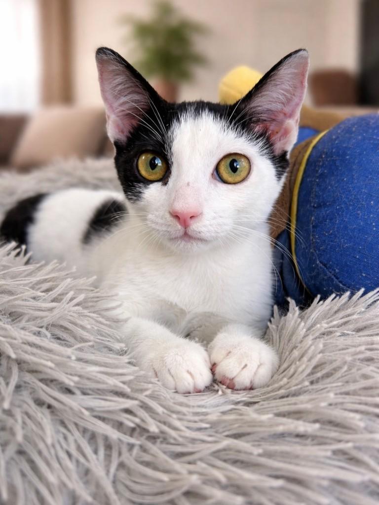 Antonella, gata de porte pequeno para adoção em Salvador - BA