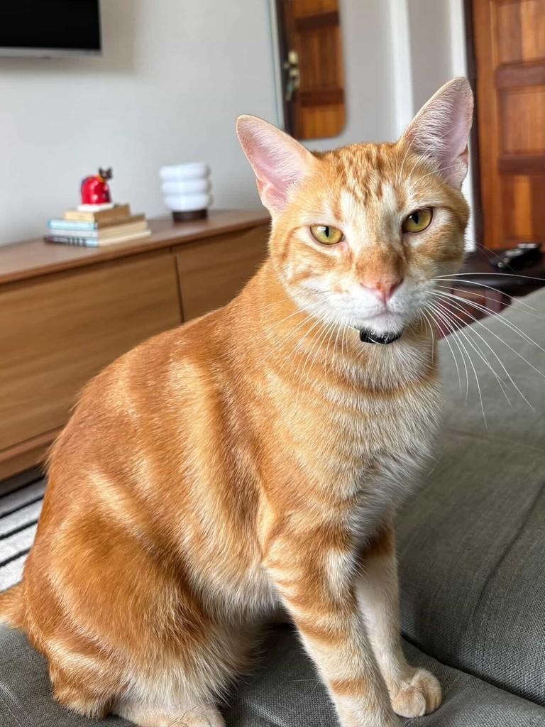 Renato, gato de porte médio para adoção em Salvador - BA