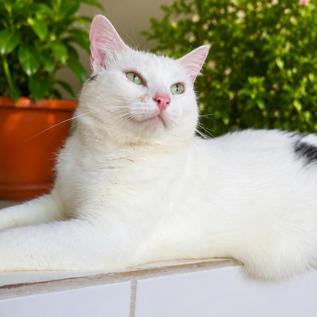 Dior, gata para adoção em Salvador - BA