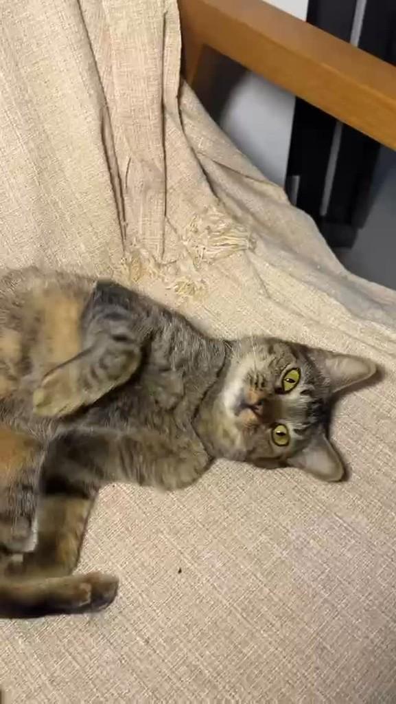 Angélica, gata para adoção em Salvador - BA