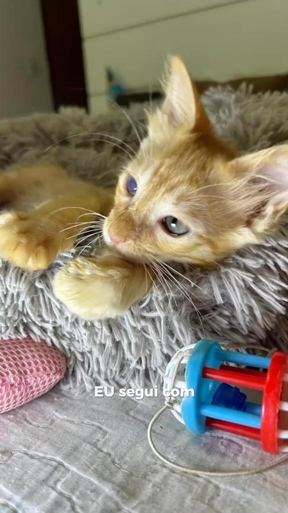 Leno, gato para adoção em Salvador - BA
