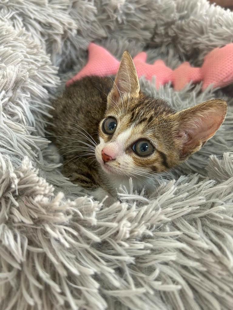 Dila, gata de porte pequeno para adoção em Salvador - BA