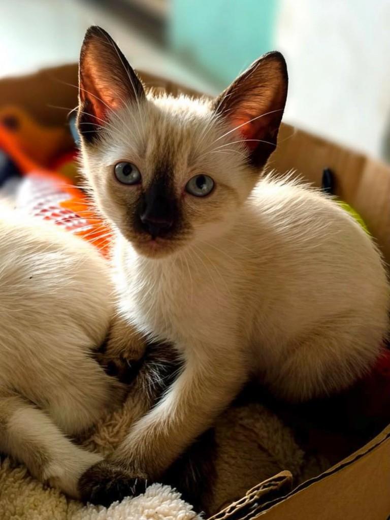 Lala, gata para adoção em Salvador - BA
