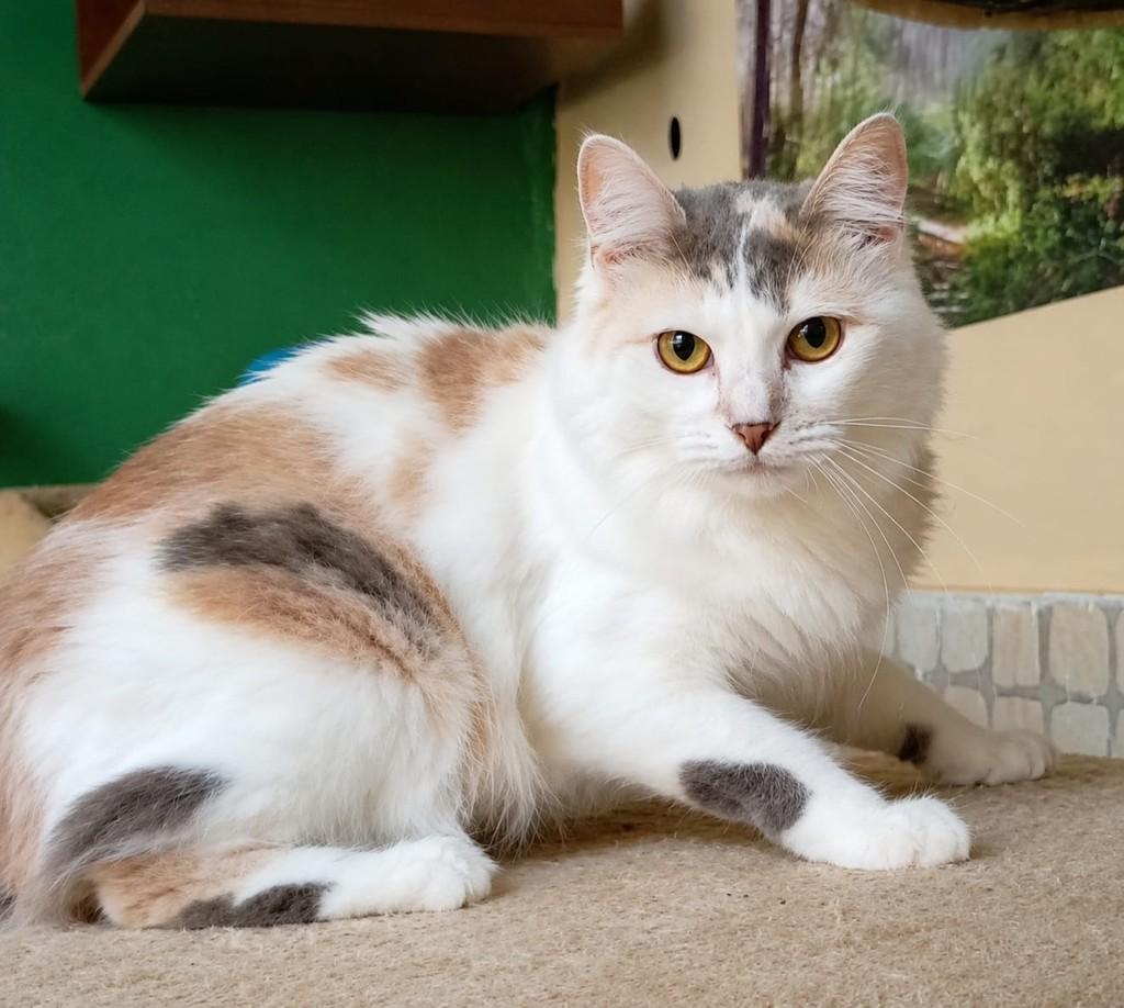 Luna, gata de porte médio para adoção em Salvador - BA