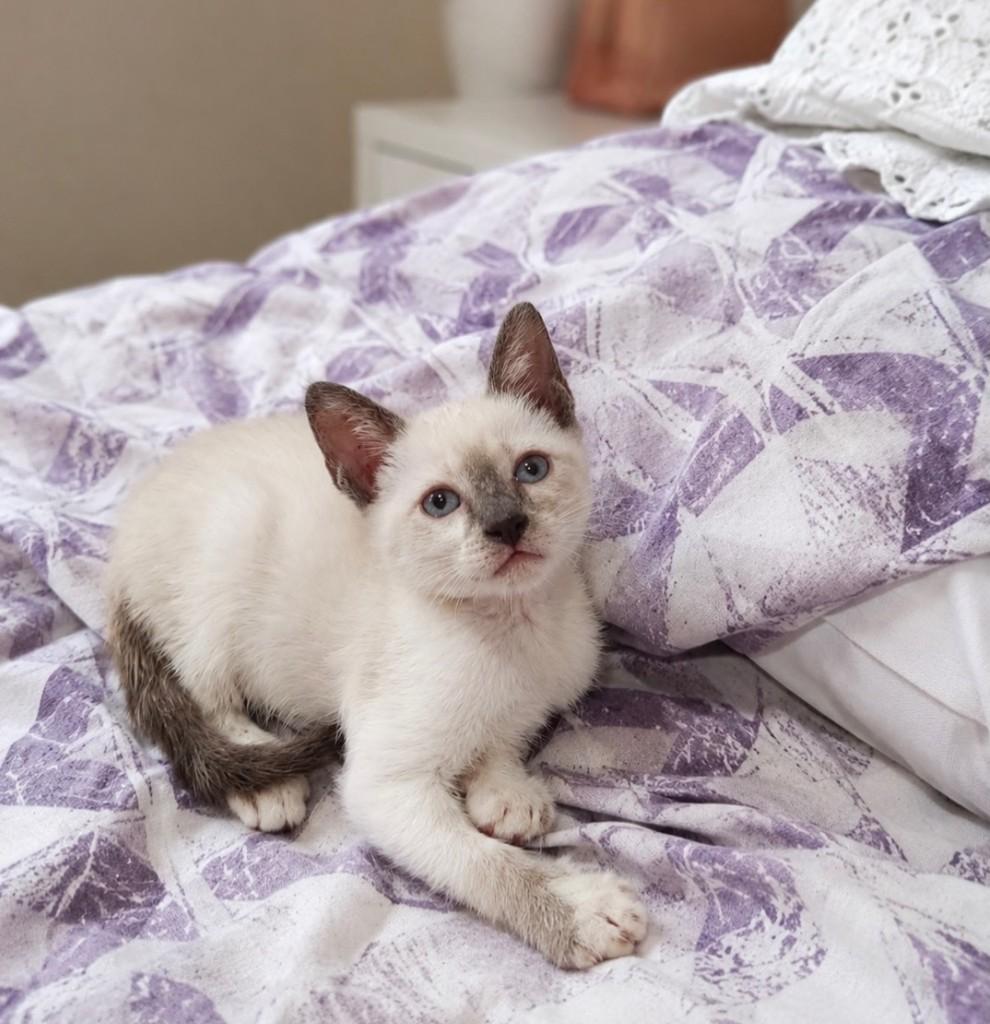 Fiko, gato de porte pequeno para adoção em Salvador - BA
