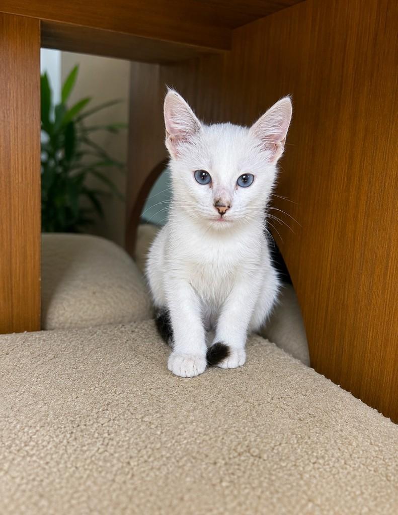 Chloe, gata para adoção em Salvador - BA