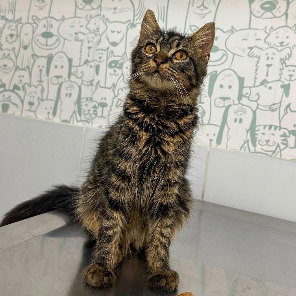 Picles, gato de porte pequeno para adoção em Salvador - BA