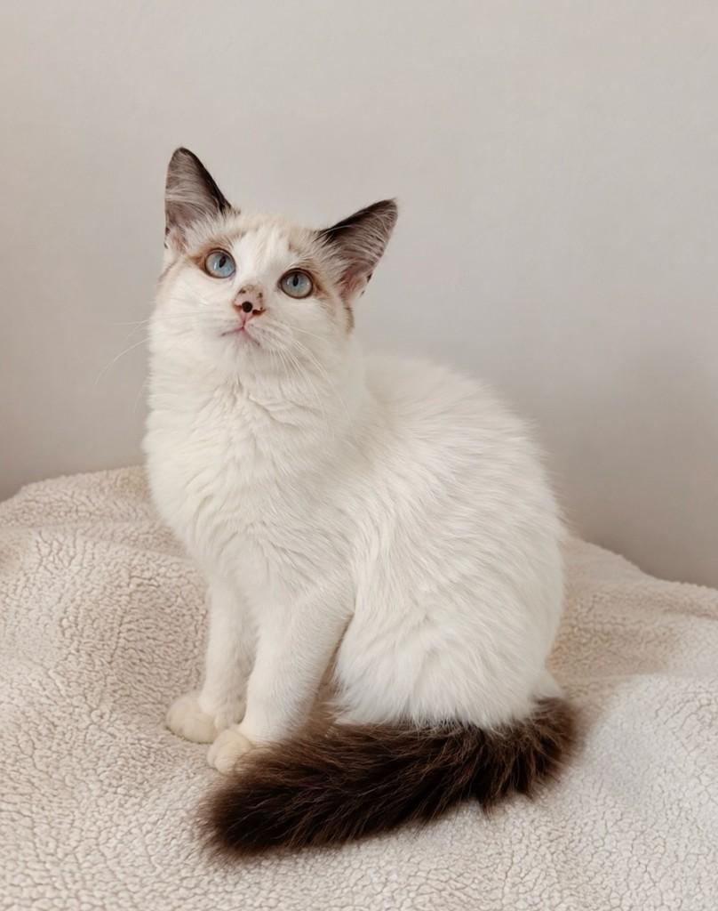 Hera, gata de porte pequeno para adoção em Salvador - BA