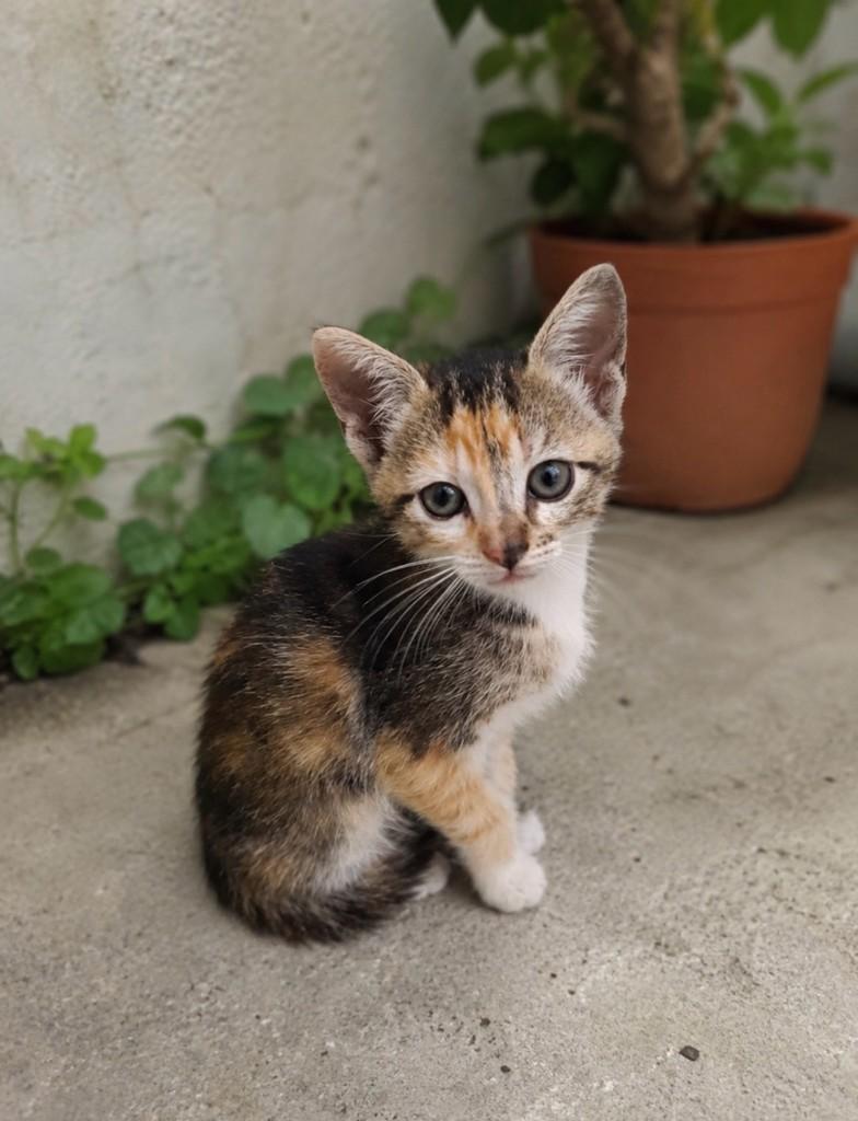 Lulu, gata de porte pequeno para adoção em Salvador - BA