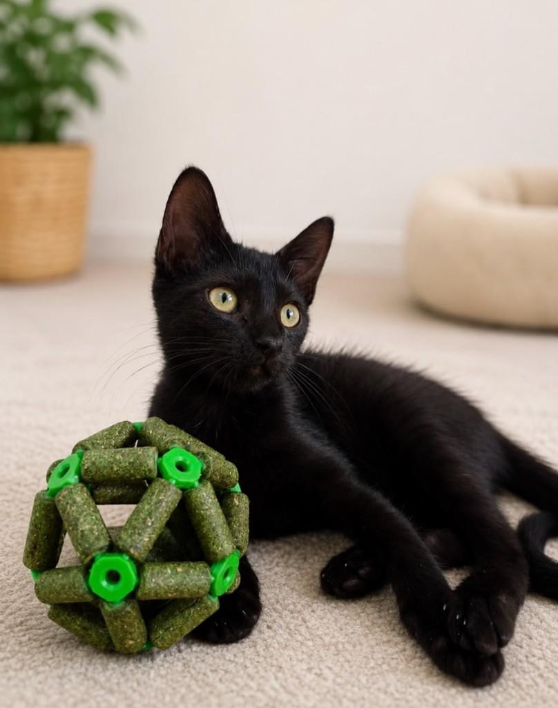 Bella, gata de porte pequeno para adoção em Salvador - BA