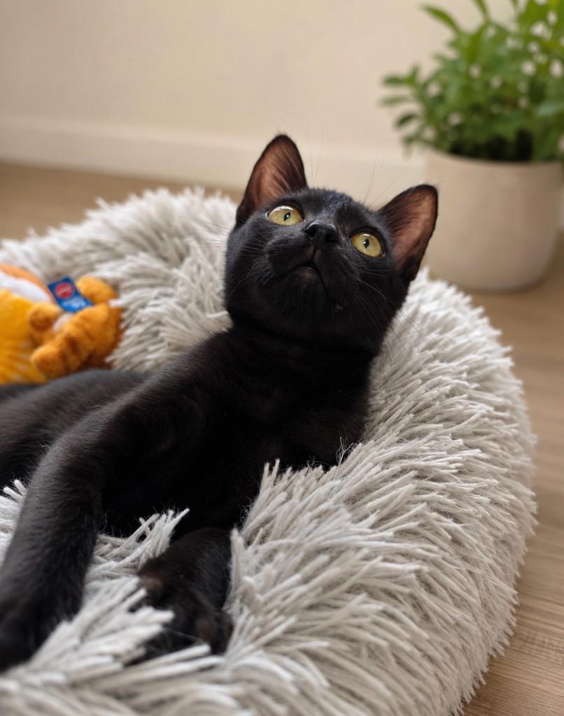 Bilbo, gato de porte pequeno para adoção em Salvador - BA
