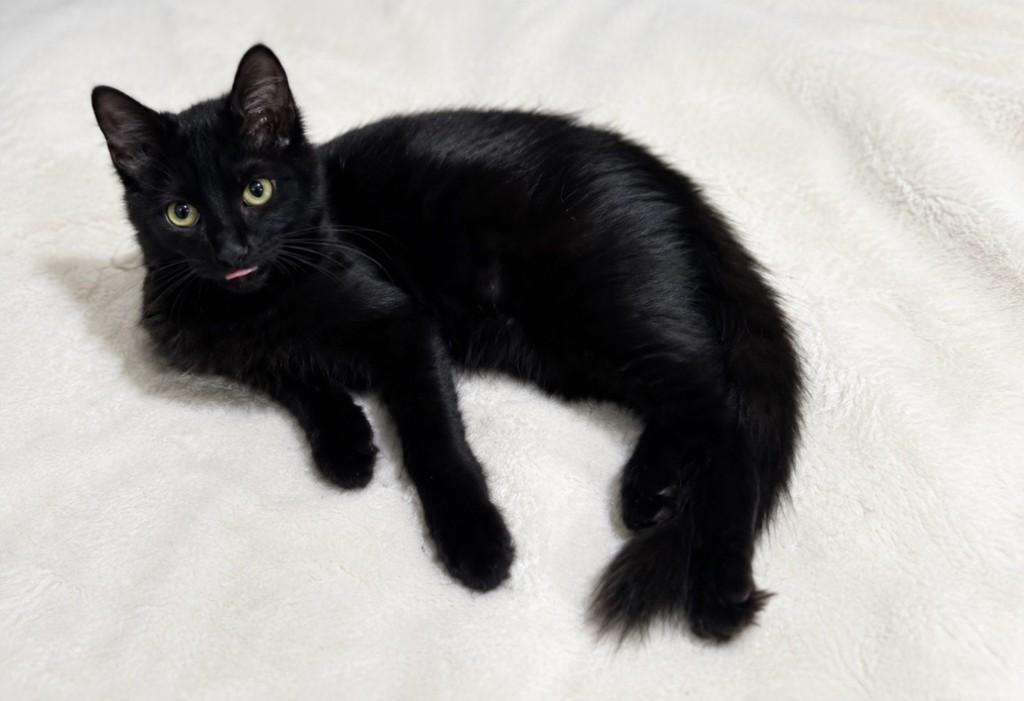 Café, gato de porte pequeno para adoção em Salvador - BA