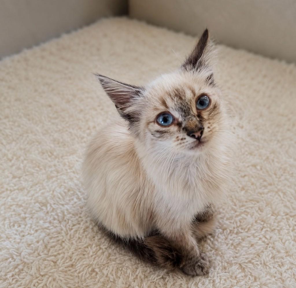 Billy, gato de porte pequeno para adoção em Salvador - BA