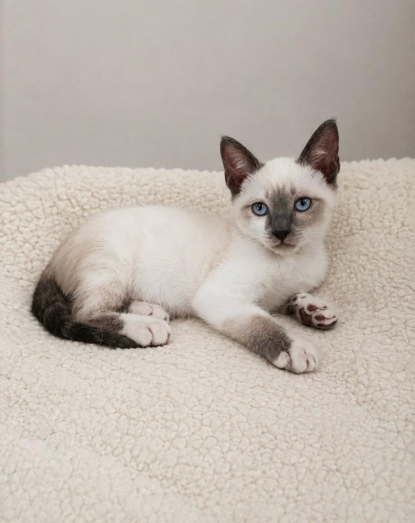 Heitor, gato de porte médio para adoção em Salvador - BA