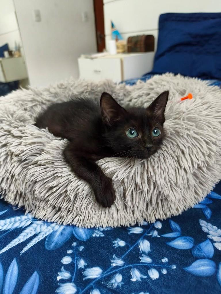 Nalu, gata de porte pequeno para adoção em Salvador - BA