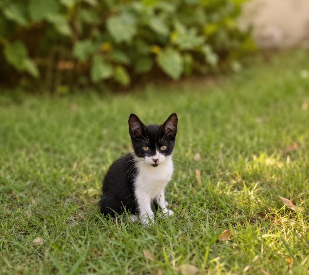 Jojo, gato de porte pequeno para adoção em Salvador - BA
