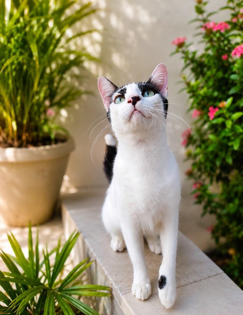 Lucca, gato de porte pequeno para adoção em Salvador - BA
