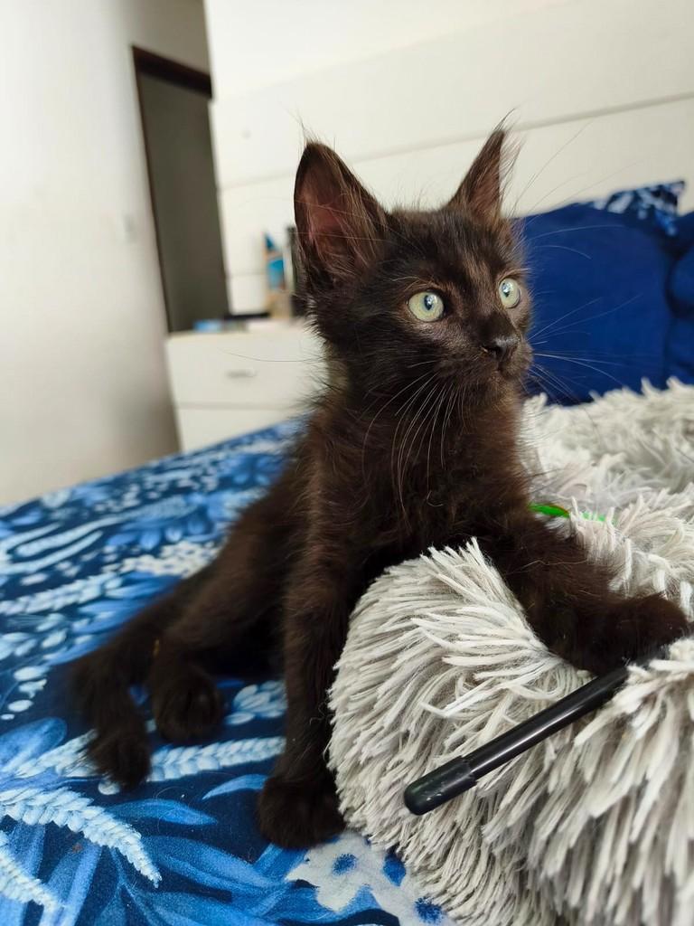 Balu, gato de porte pequeno para adoção em Salvador - BA