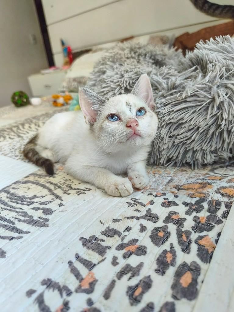 Neve, gata de porte pequeno para adoção em Salvador - BA