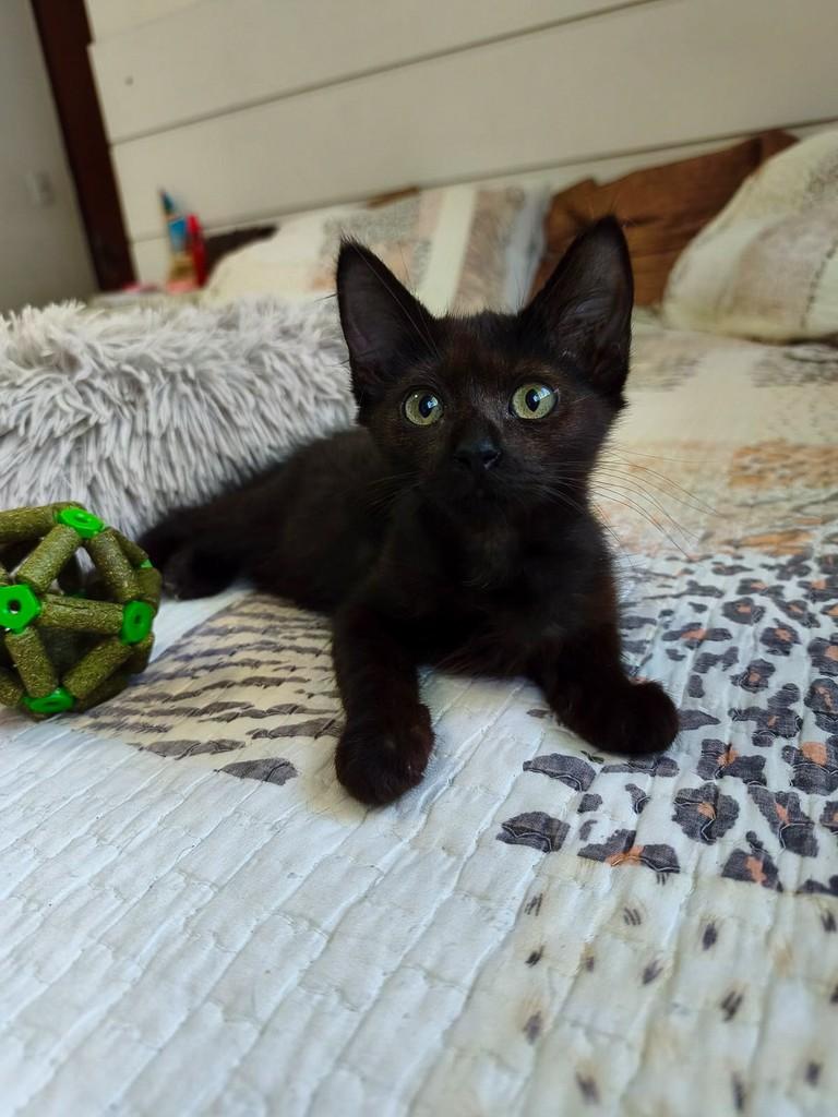 Branca, gata de porte pequeno para adoção em Salvador - BA