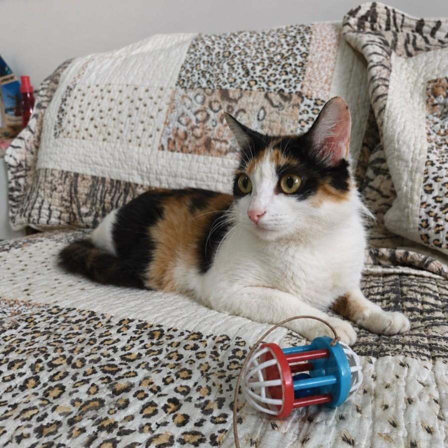 Lua, gata de porte pequeno para adoção em Salvador - BA