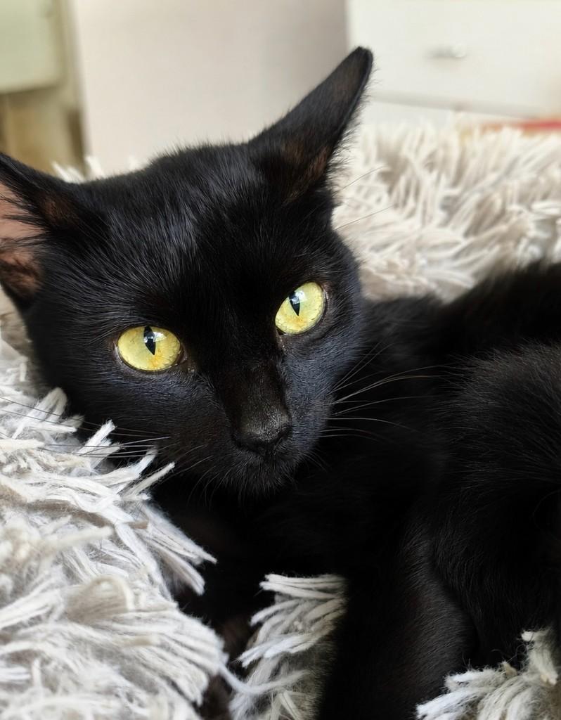 Pitaya, gata para adoção em Salvador - BA
