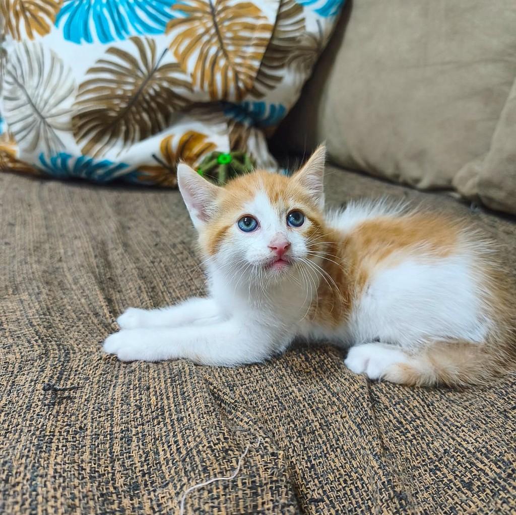 Sun, gato de porte pequeno para adoção em Salvador - BA