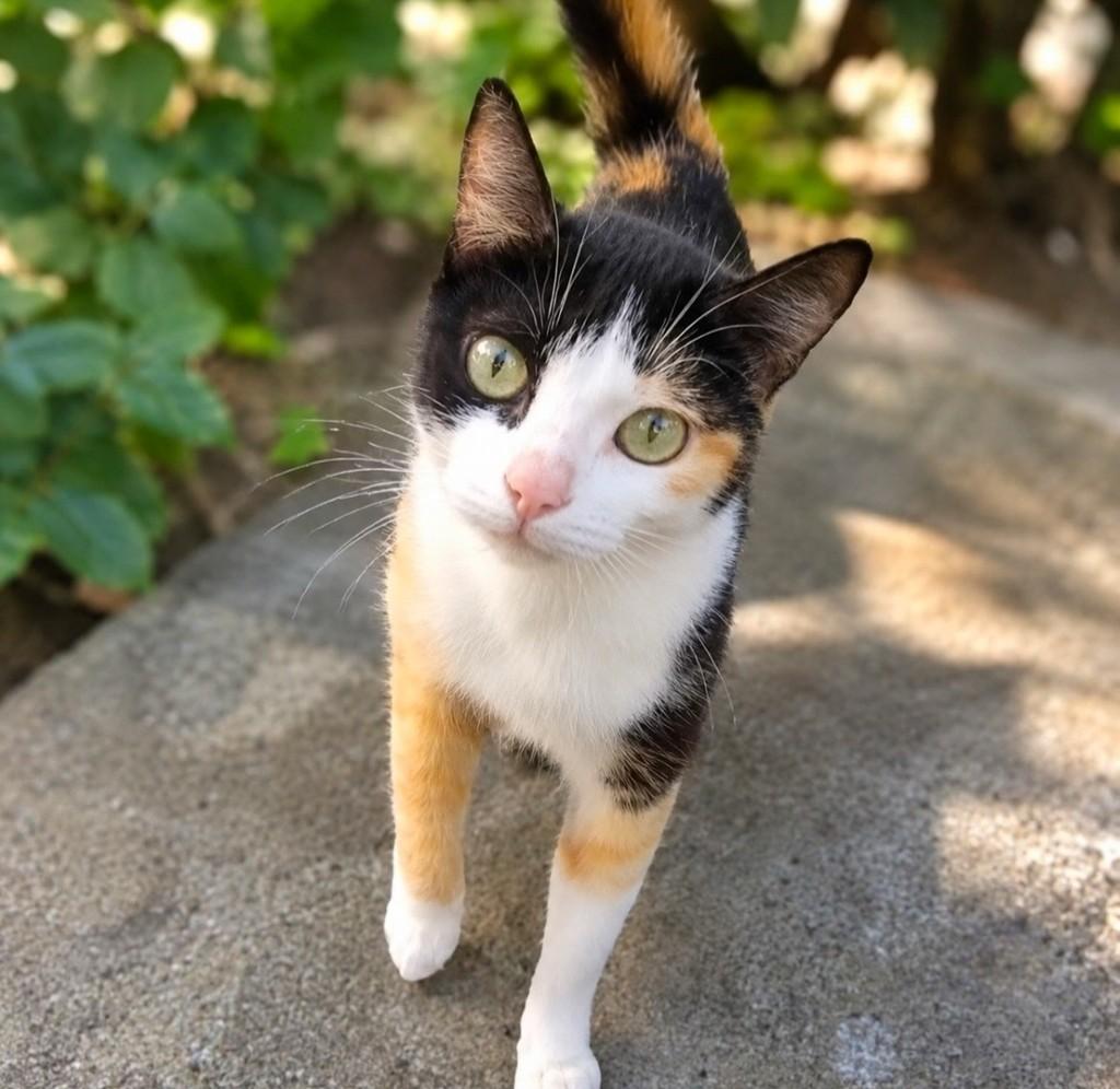 Pistache, gata de porte pequeno para adoção em Salvador - BA