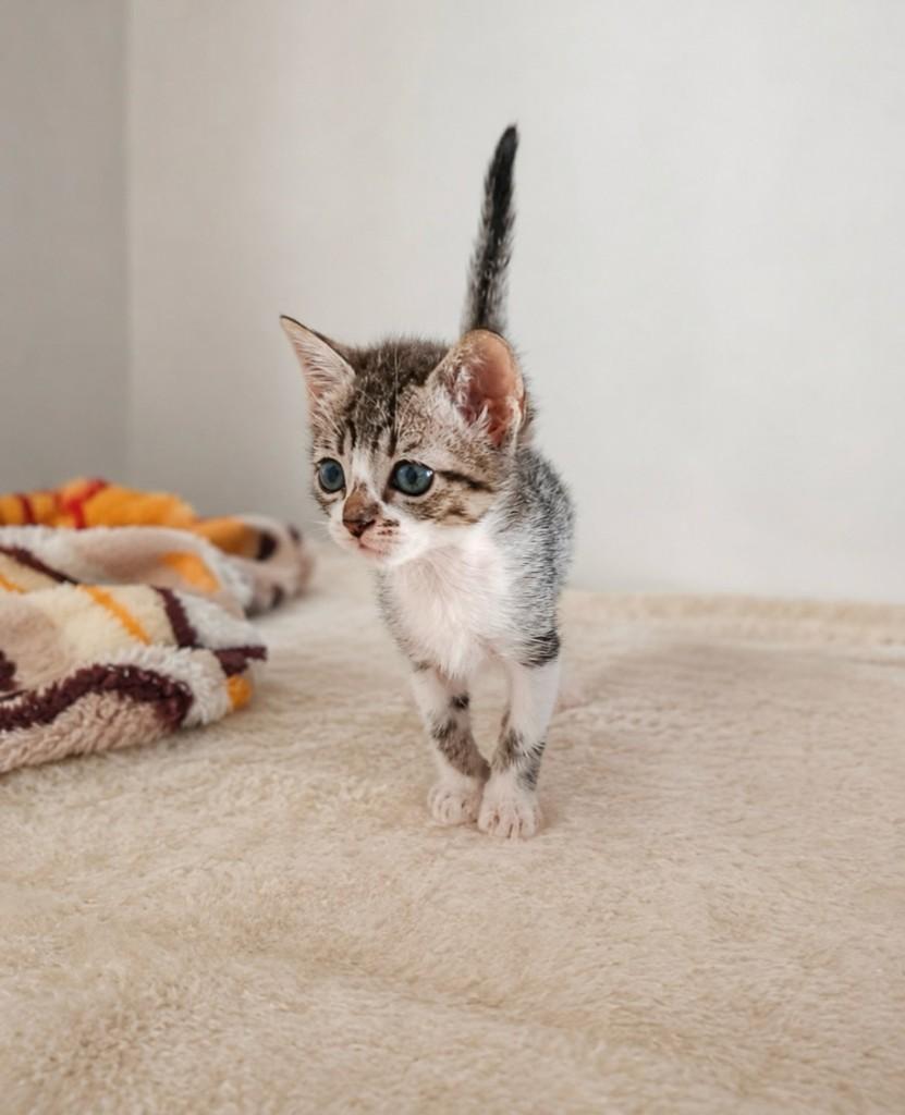 Fiapo, gato de porte pequeno para adoção em Salvador - BA