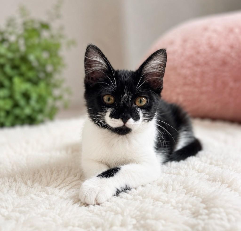 Lola, gata de porte pequeno para adoção em Salvador - BA