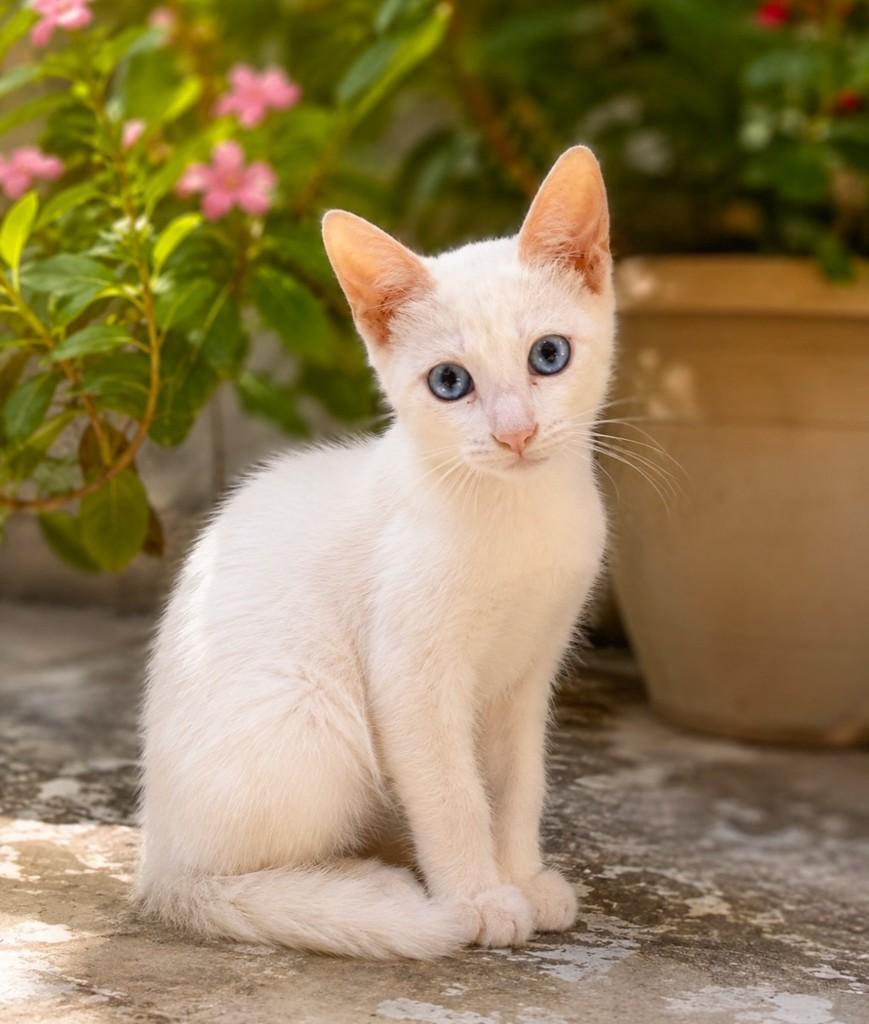 Frederico, gato de porte pequeno para adoção em Salvador - BA