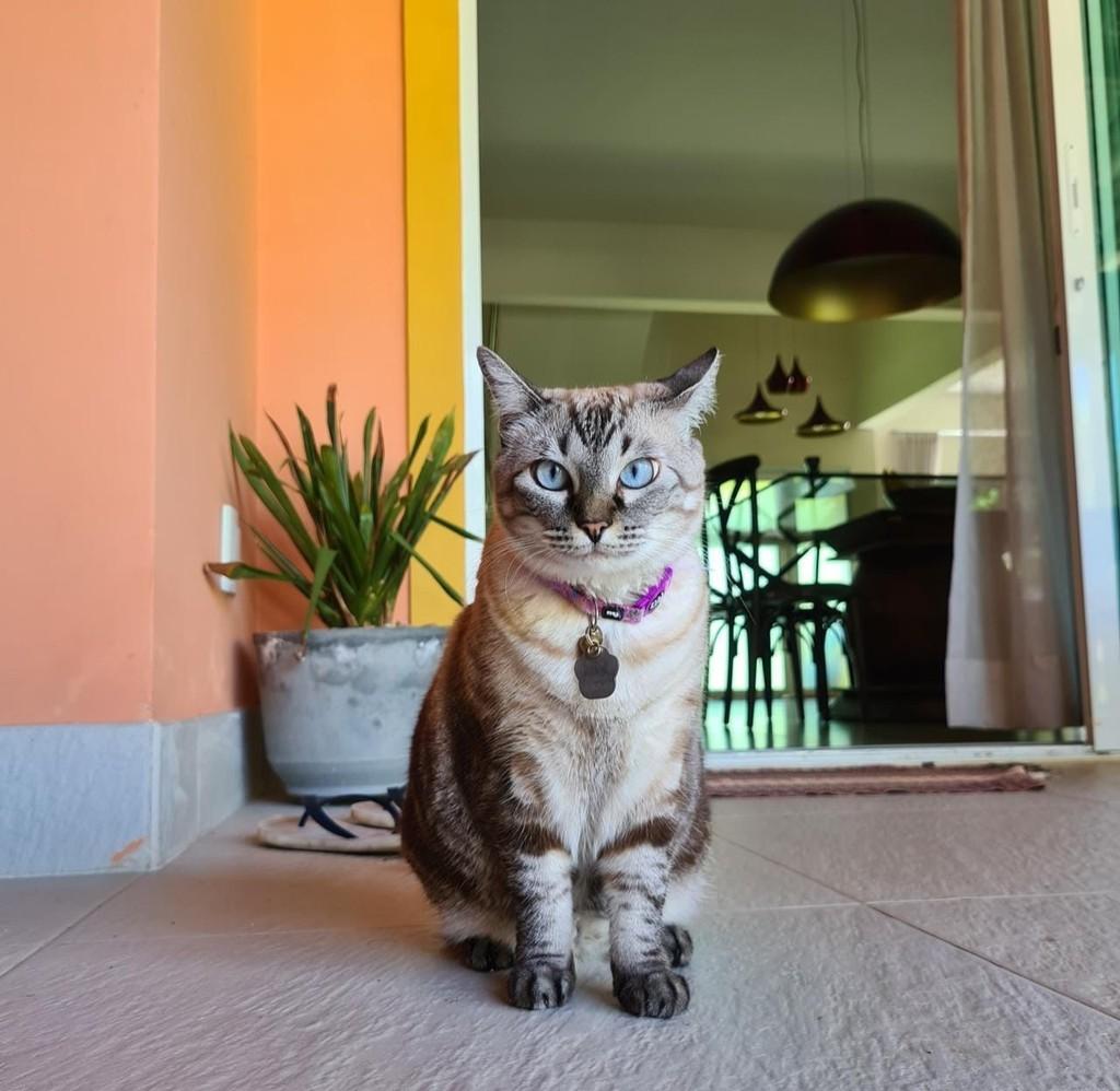 Ela, gata de porte pequeno para adoção em Salvador - BA