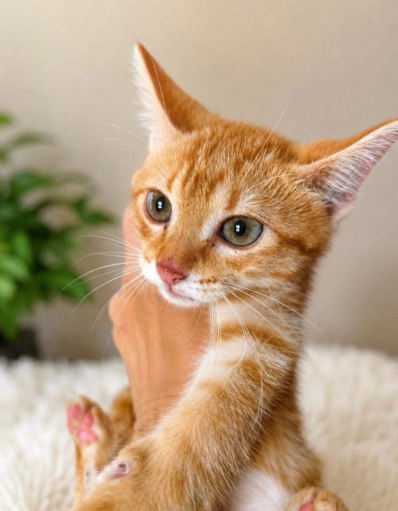 Yellow, gato de porte pequeno para adoção em Salvador - BA — foto 3 de 4