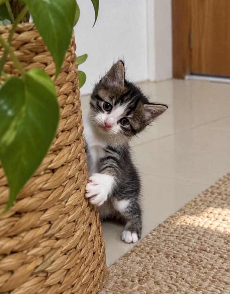 Loki, gato de porte pequeno para adoção em Salvador - BA