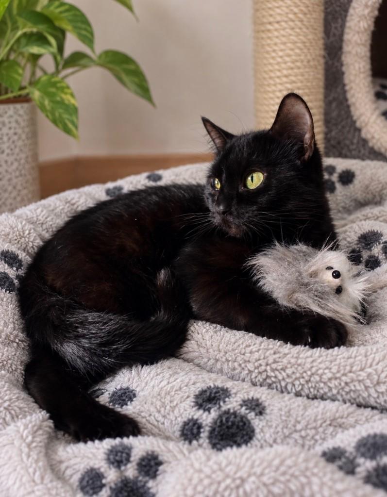 Pérola, gata de porte pequeno para adoção em Salvador - BA — foto 2 de 3