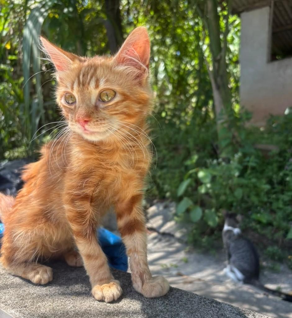 Júpiter, gato de porte pequeno para adoção em Salvador - BA