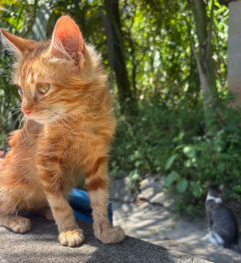 Júpiter, gato de porte pequeno para adoção em Salvador - BA — foto 2 de 5