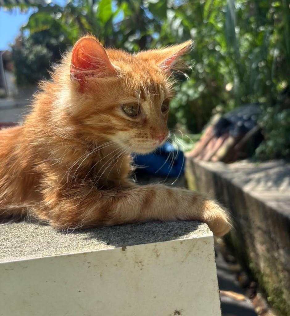 Júpiter, gato de porte pequeno para adoção em Salvador - BA — foto 3 de 5